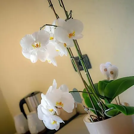Villamour Boutique & 4*